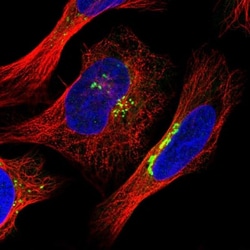 PIST Antibody, Novus Biologicals 0.1mL; Unlabeled:Antibodies, Polyclonal